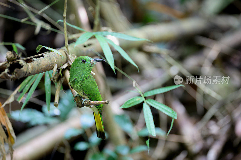 食蜂鸟:幼红须食蜂鸟(Nyctyornis amictus)。